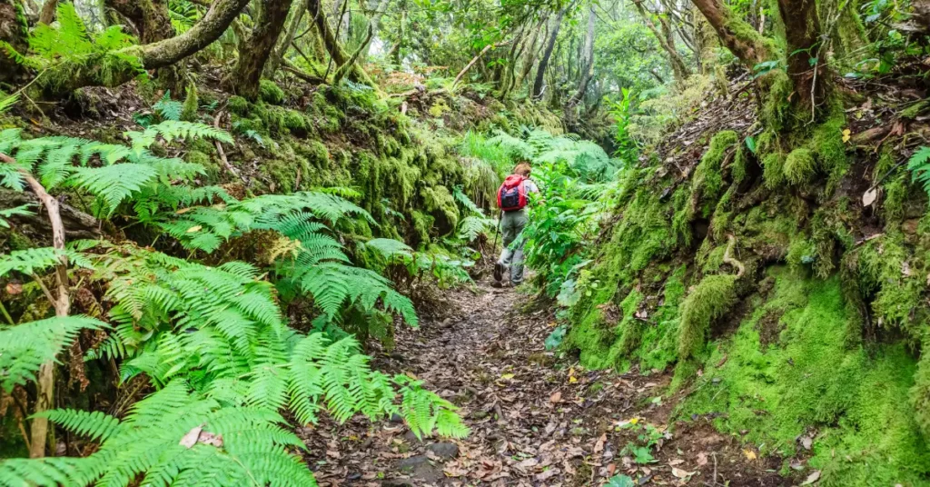 A lush, verdant laurel forest in the Anaga Rural Park, a UNESCO Biosphere Reserve on the island of Tenerife. Towering trees with gnarled trunks and dense, leafy canopies filter dappled sunlight, casting a serene, mystical atmosphere. In the foreground, a winding dirt path meanders through ferns, mosses, and fallen logs, inviting the viewer to explore this ancient, biodiverse ecosystem. The middle ground reveals glimpses of the rugged, mountainous terrain of the Anaga peninsula, while the distant background is shrouded in a soft, ethereal mist. Capture the tranquility and natural wonder of this unique, protected landscape.