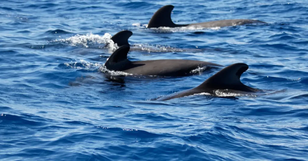 pilot whales patrol the waters between Tenerife and La Gomera